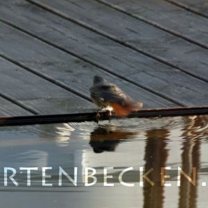 Tiere 004